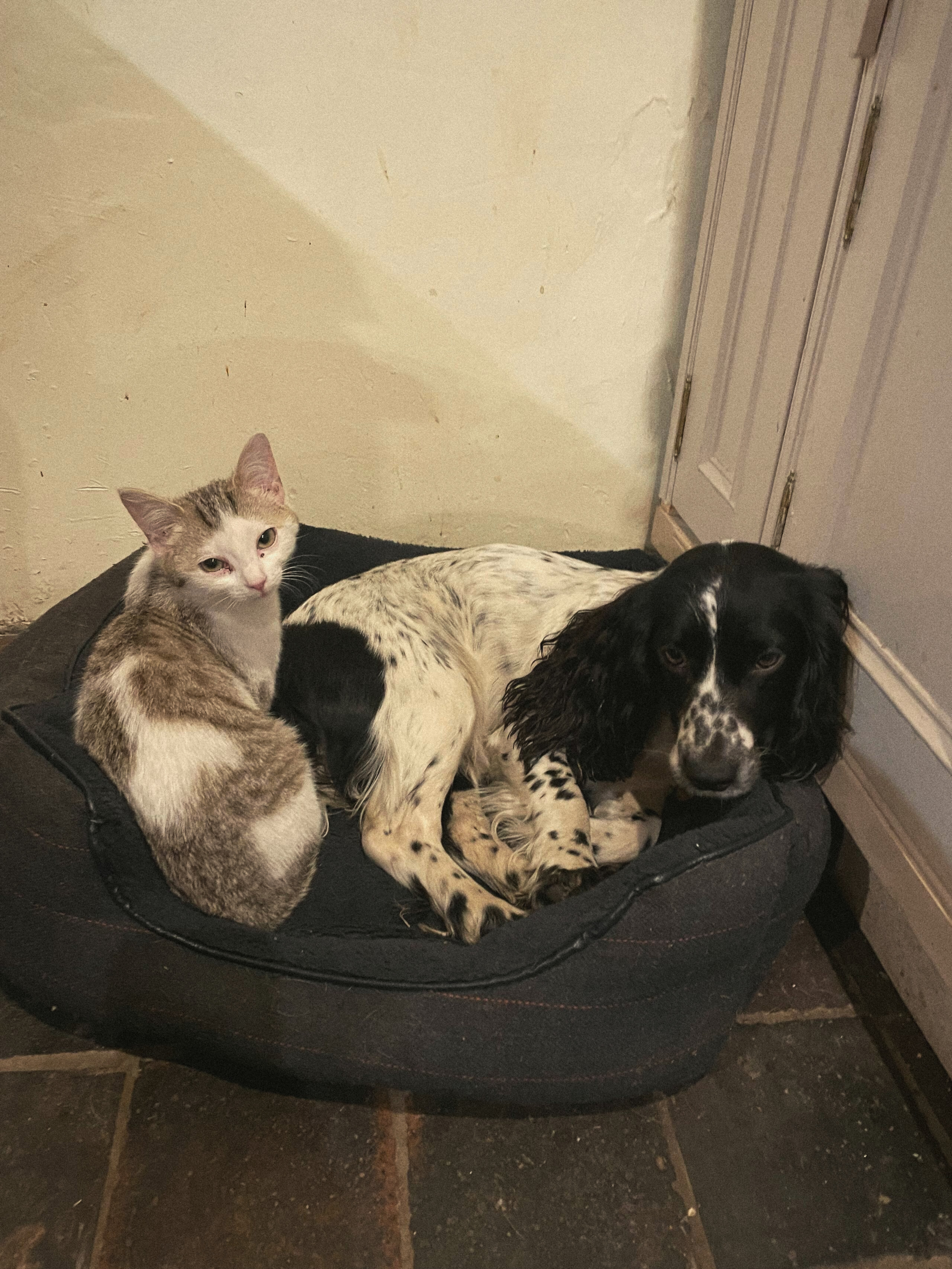 A cat curled up beside a cushion inside The Carriage