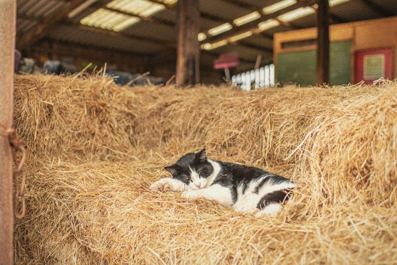 The barn full of hay