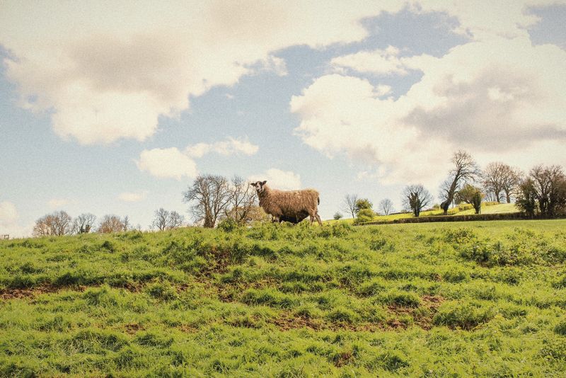 A sheep grazing in the field beside the cottage